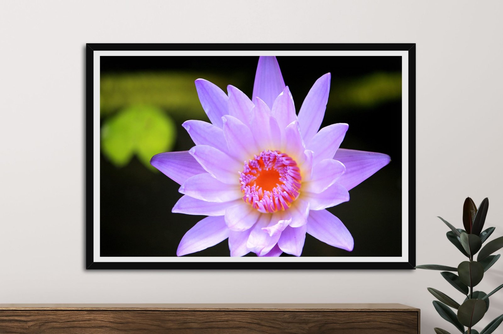 Gorgeous Lotus Flower Wall Art Print | Canvas Prints Perth