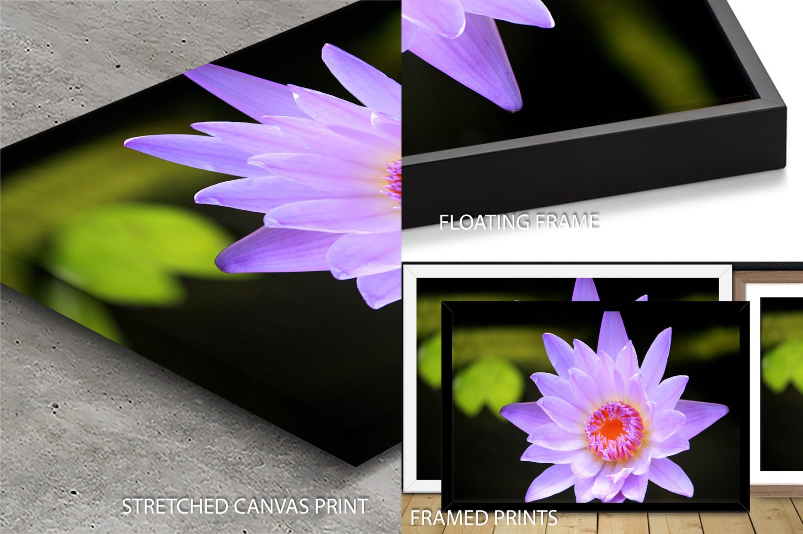 Gorgeous Lotus Flower Wall Art Print | Canvas Prints Perth