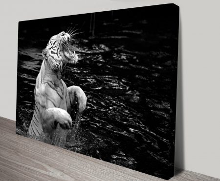 Canvas print of a roaring white tiger in black and white, bold monochrome for a WA study