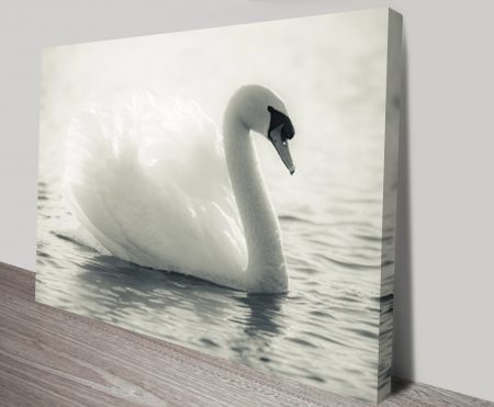 Canvas print of a swan on a lake in black and white, soft monochrome tones for a WA bedroom
