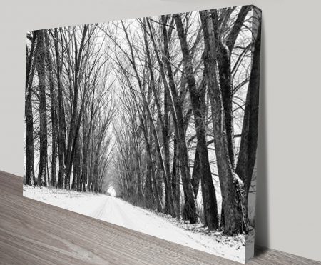 Canvas print of a winter tree tunnel in black and white, soft monochrome for a WA hallway