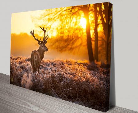 Stag Sunset Stags canvas art, wildlife portrait artwork