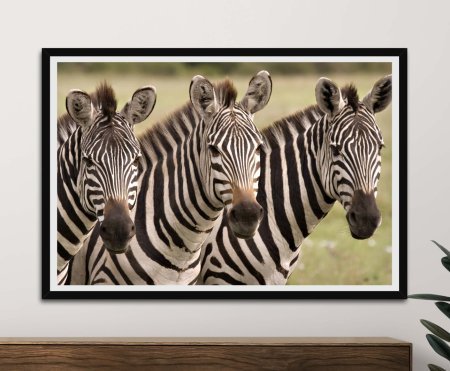 Canvas print of Three Zebras