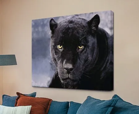 Black panther prowling with glossy dark fur and piercing yellow eyes