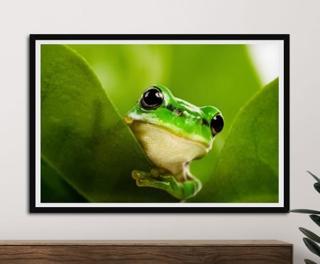 Black floating-frame animal photography print of green tree frog peering between glossy leaves