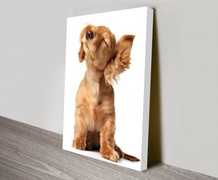 Cute golden cocker spaniel puppy animal photography canvas leaning grey wall
