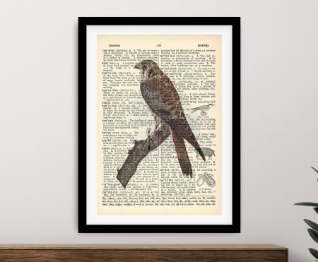 Sparrowhawk Dictionary Art animal art print framed vintage scientific watercolour bird on dictionary page