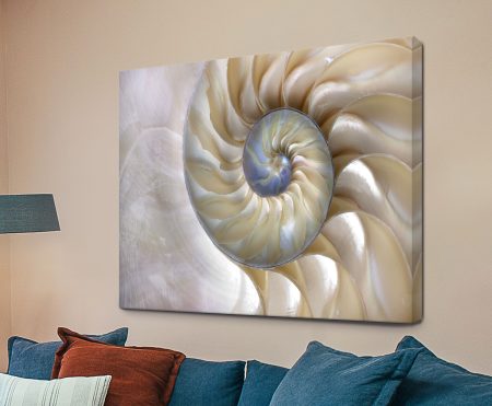 Nautilus Shell, the natural spiral of a sliced shell in iridescent cream and pearl tones