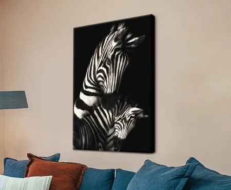 Canvas print of Zebras in Contrast