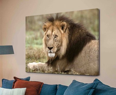 Mature African lion portrait on stretched canvas hung above a navy blue couch with rust and striped cushions