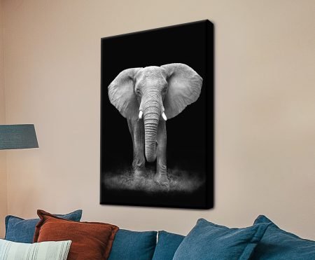 Lone African elephant facing forward against black, ears flared with a soft dust cloud