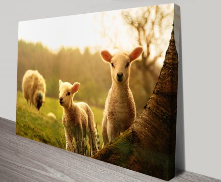 animal photography print featuring The Lambs - rich-toned wildlife canvas