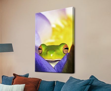 Green tree frog peeking from a purple iris in close-up detail