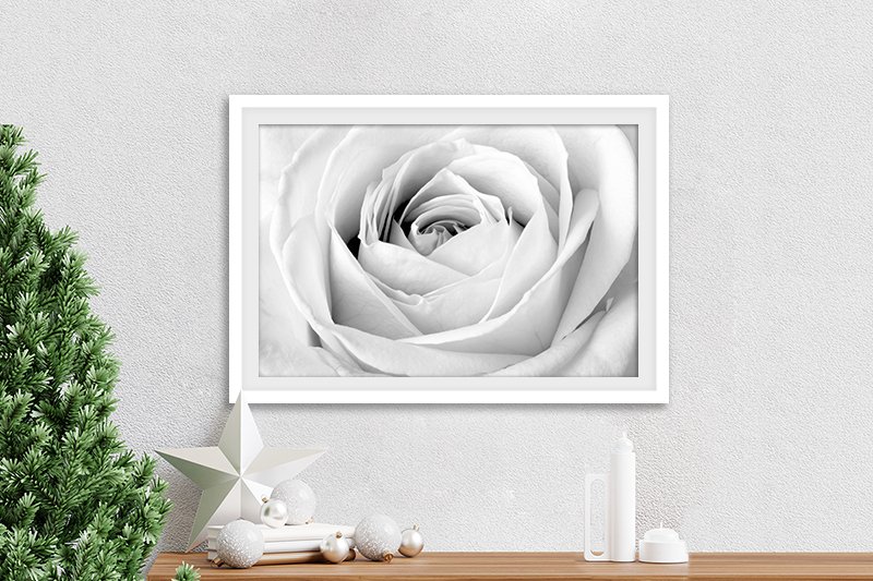 Graceful White Rose Floral Wall Art | Canvas Prints Perth
