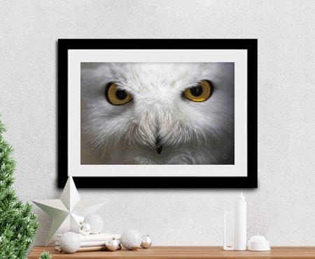 Snowy Owl Stare animal close-up print framed in black above shelf with paper star