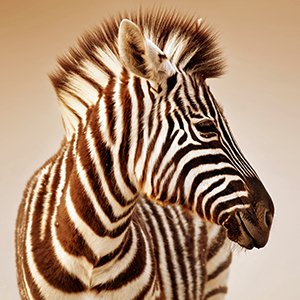 Zebra in sepia wall decor, wildlife photography quality print in classic composition, suitable for study