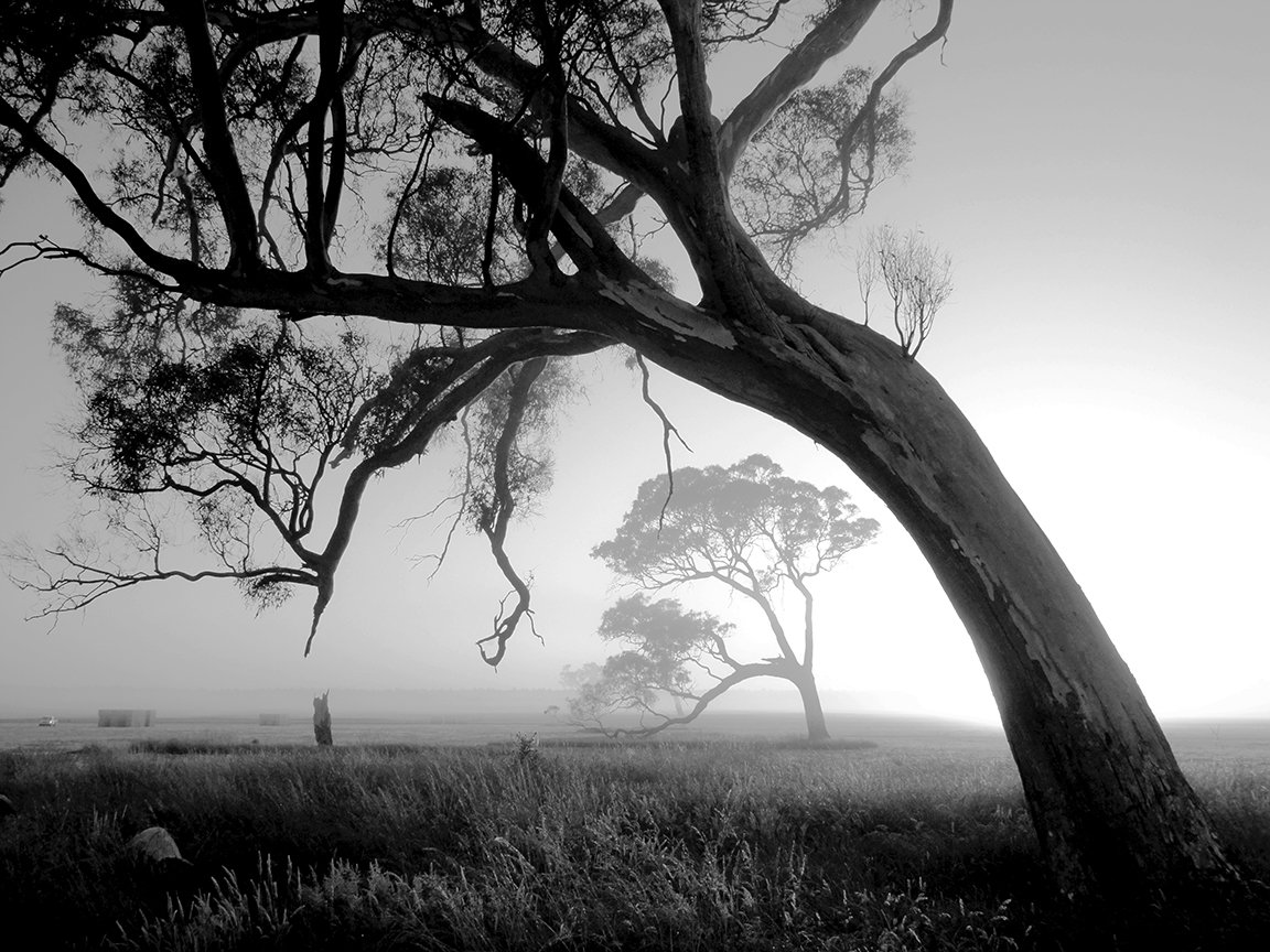 Canvas print of Trees at Sunrise, soft misty monochrome tones for a Perth lounge